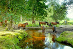 New Forest Nationalpark