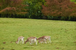 Pig Hotel Bath Urlaub Suedengland Reise Restaurant Rehe
