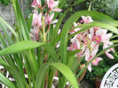 Sues Garten