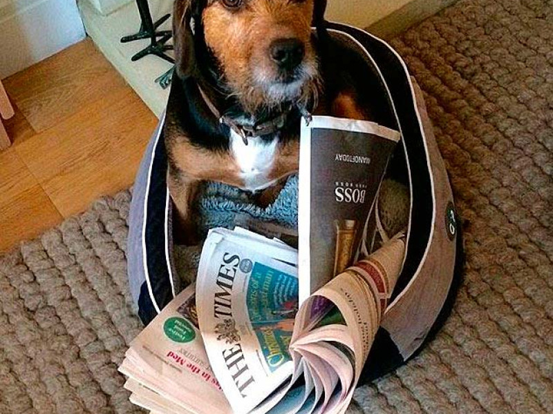 Hund im B&B Sally in London
