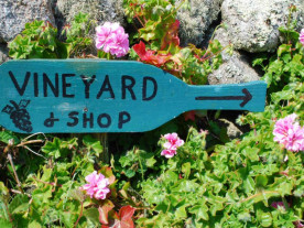 Weinberge Cornwall - Urlaub