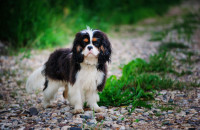 Urlaub mit Hund an der Loire