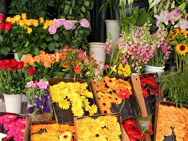 Ausflug zum Marché aux fleurs, Blumenmarkt, in Paris