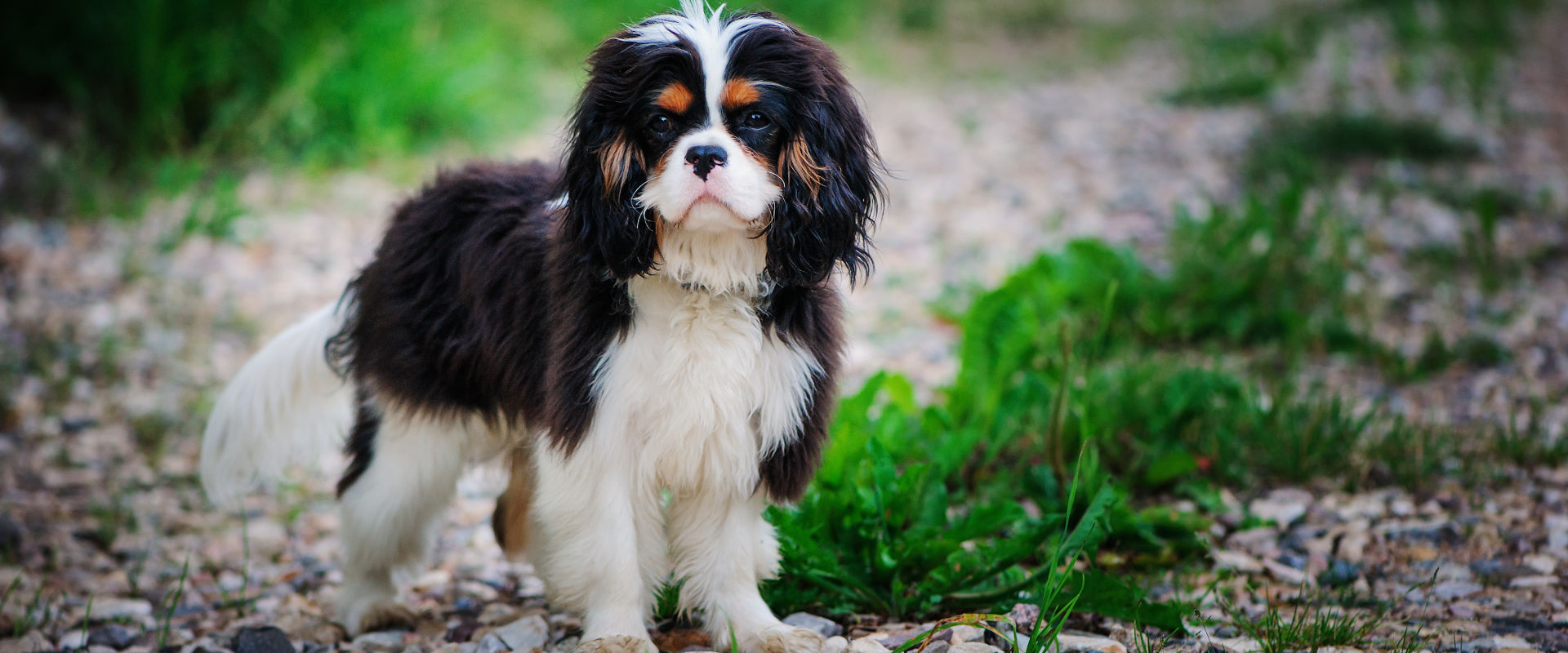 Urlaub mit Hund im Loire Tal