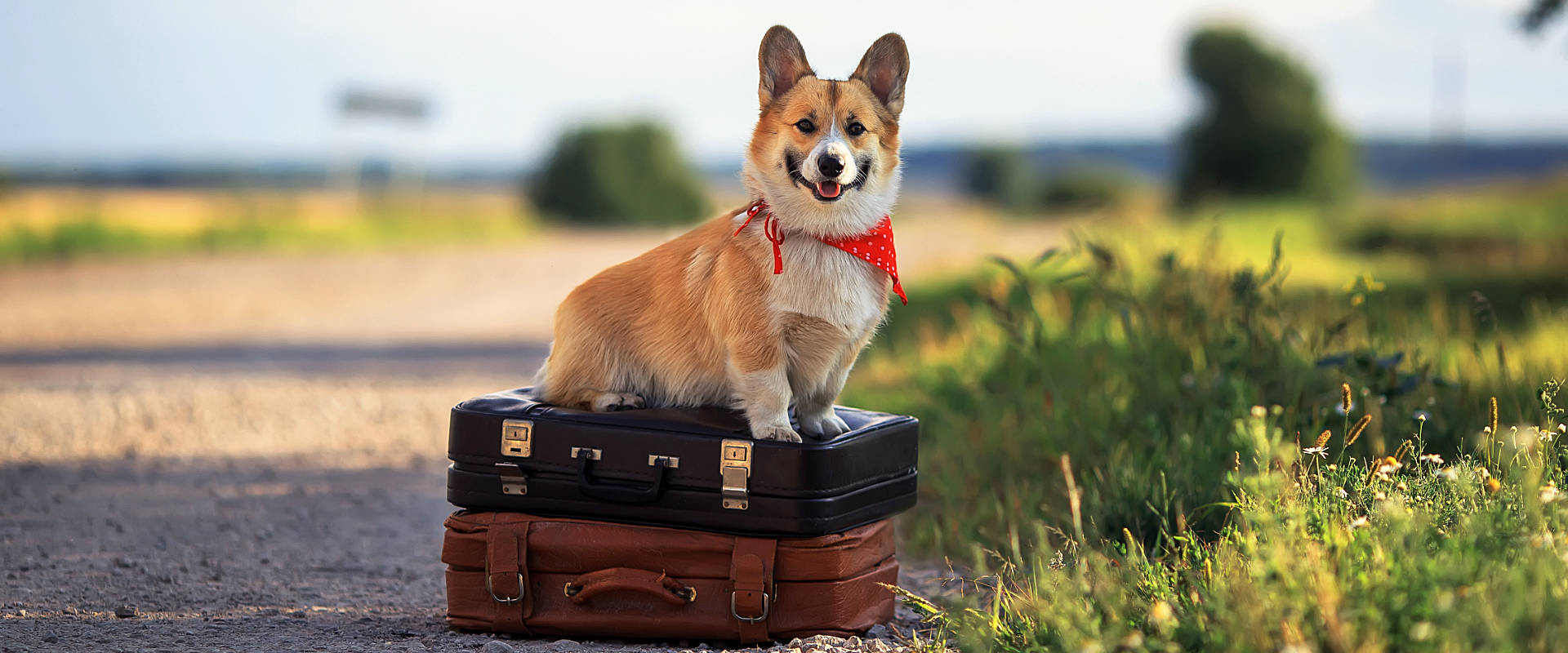 Südengland Rundreise mit Hund