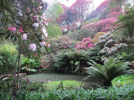 Trebah Garden Cornwall