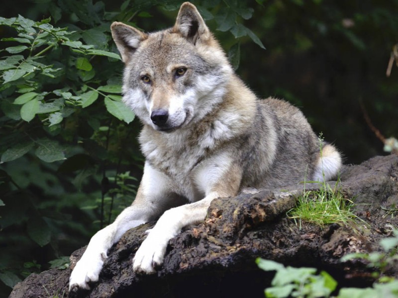Tierpark im Exmoor - Familienurlaub Devon