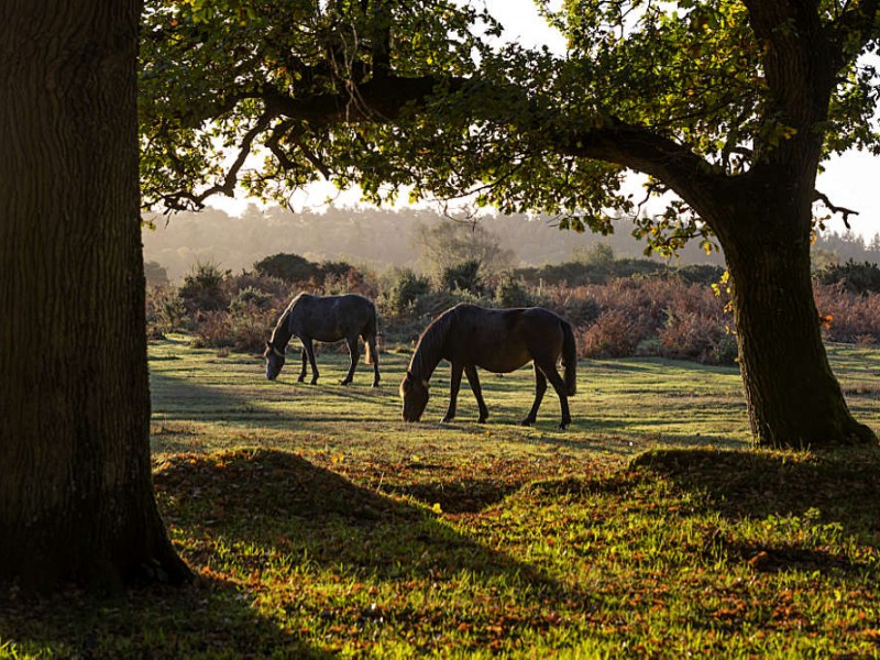 Tagesausflug New Forest